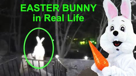 what does the real easter bunny look like